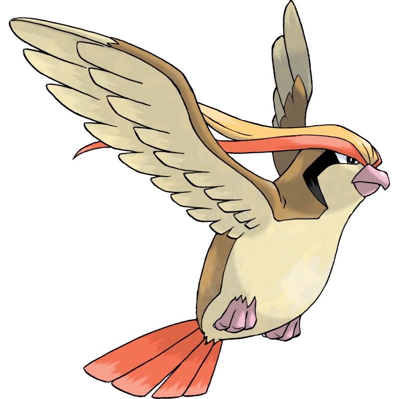 pokemon card jolteon ex Pokemon Pidgey, Pidgeotto and Pidgeot Card Lot - 24 Cards main image 1